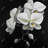 orchids - 32"x32" art on canvas