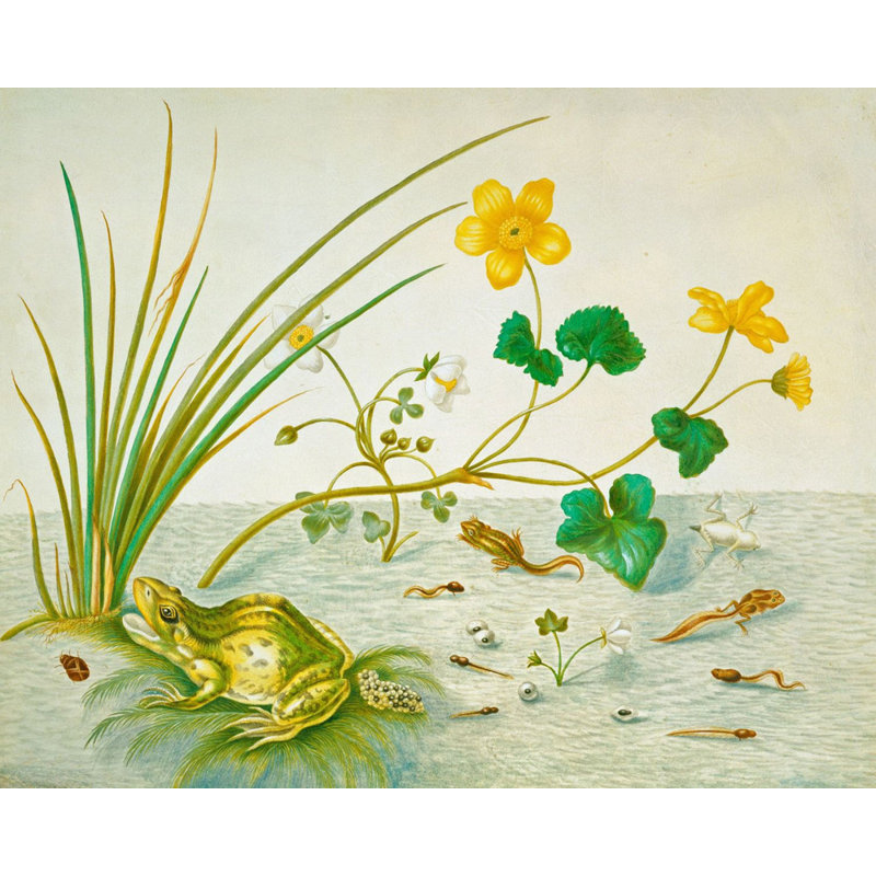 Frogs, 14" H x 18" W