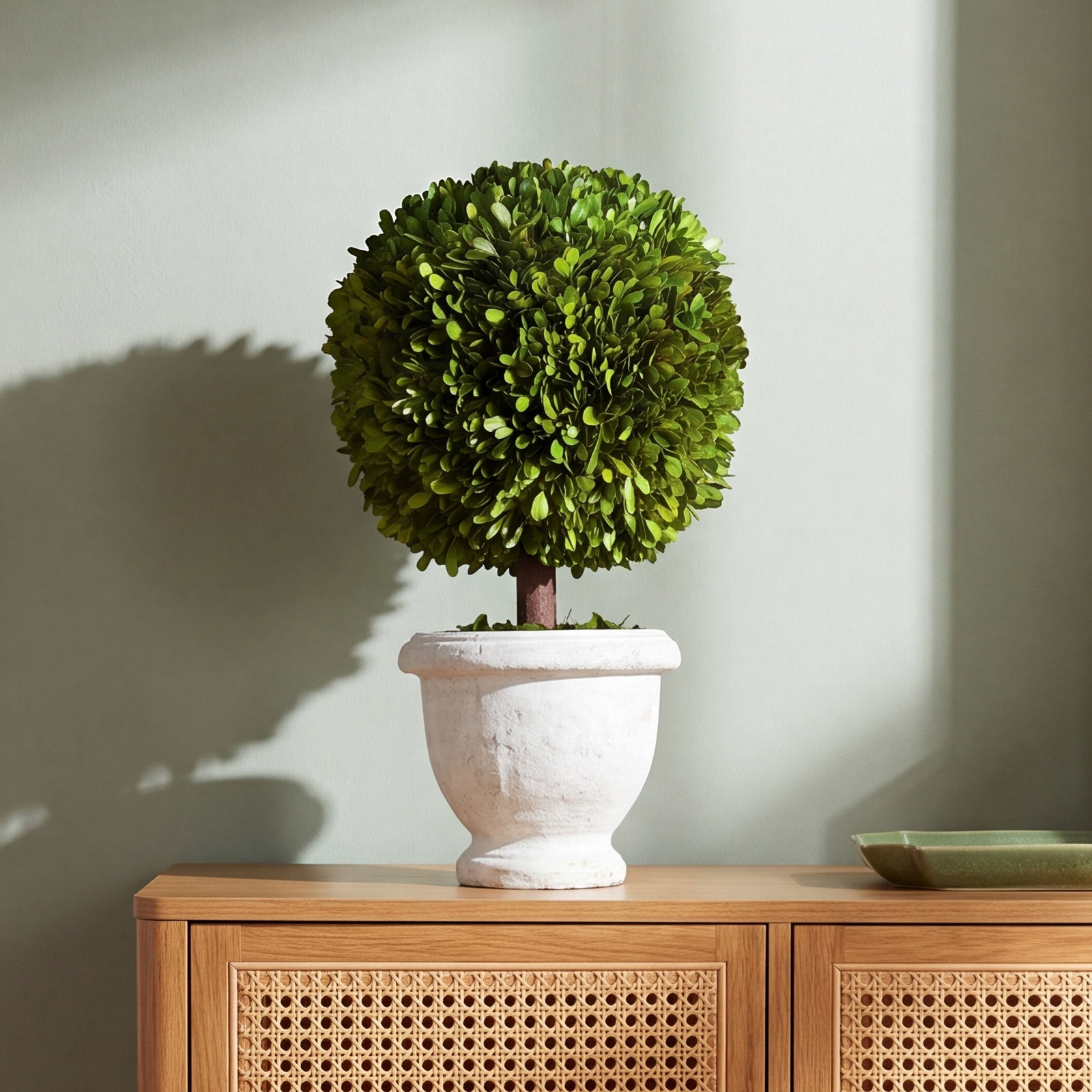 Alby Boxwood Topiary in Ceramic Pot, 20" H x 8.5" W x 8.5" D 