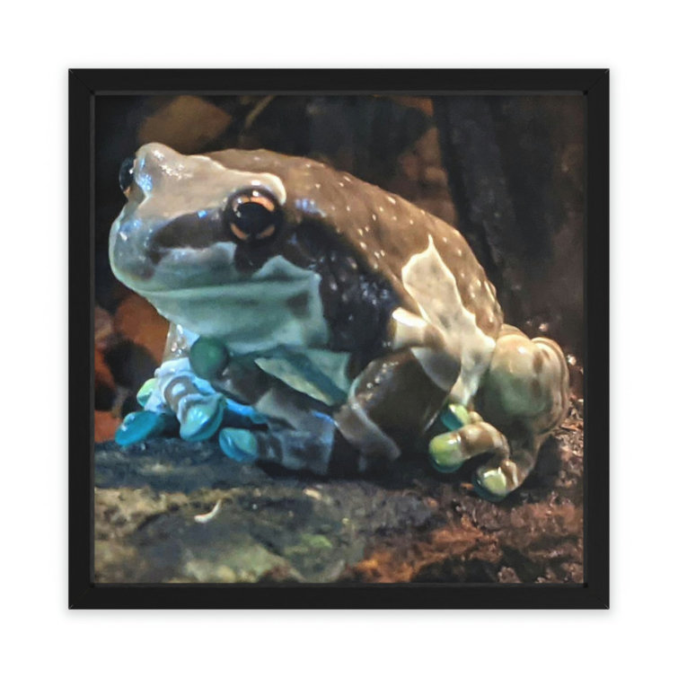 Latitude Run® Toad - Picture Frame Illustration | Wayfair