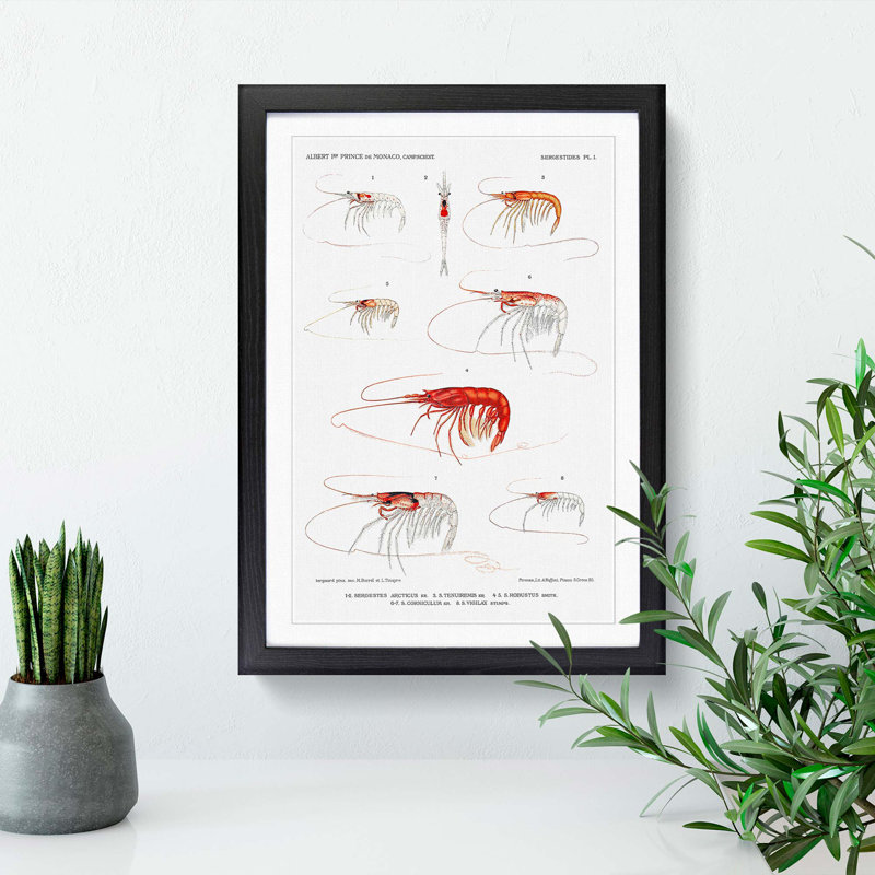 Selection of Shrimp by Albert I - Picture Frame Painting Print, Black Framed, 65cm H x 48cm W x 2cm D