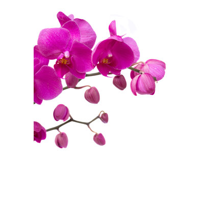 Orchid Branch - photographie sur toile tendue