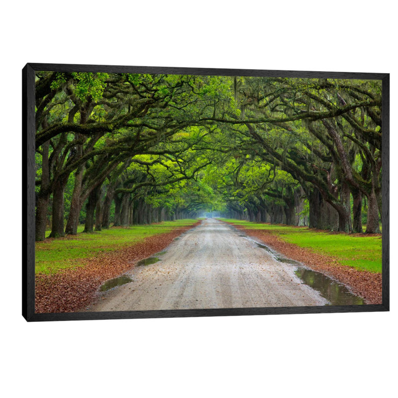 Oak Avenue, Wormsloe Plantation, Savannah, Georgia, USA 1 Piece Wall Art on Canvas, 66.04 cm H x 45.72 cm W, Black Framed