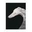 Art sur toile, le petit doyen, noir et blanc 02-105647912