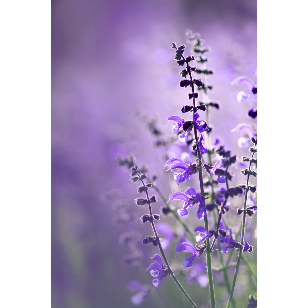 Leinwandbild Landschaft mit schönen zarten lila Blumen auf der Sommerwiese von Nataba