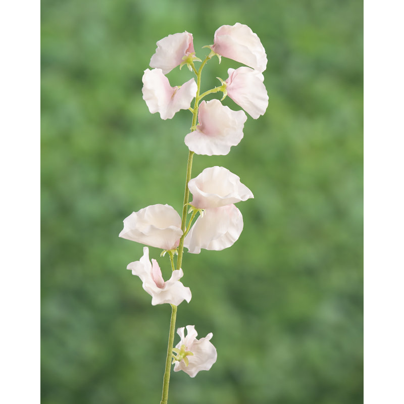 Sweet Pea, Pale Pink