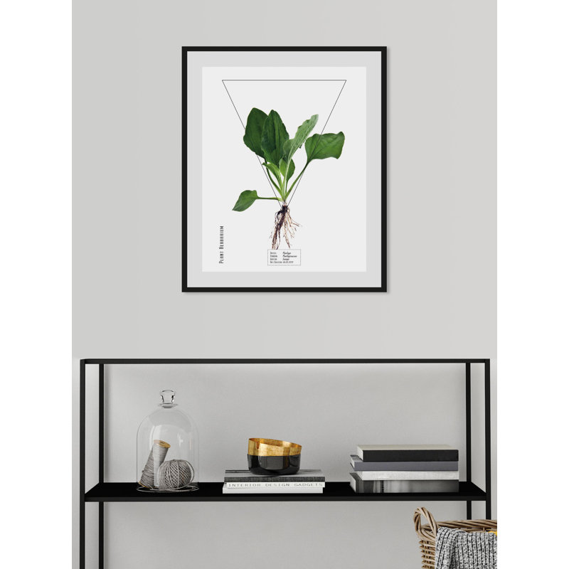 Plant - Single Picture Frame Print