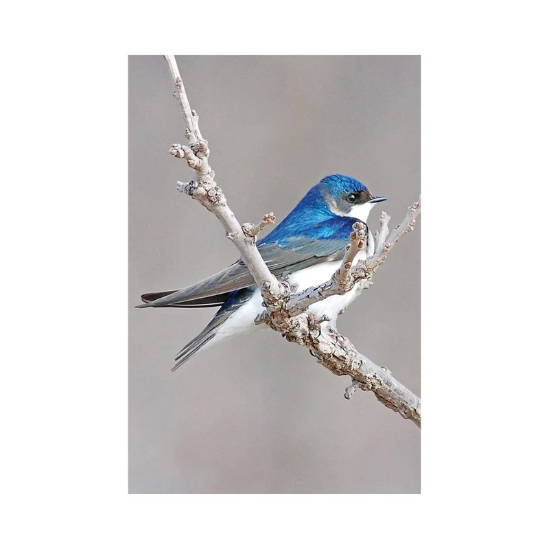 Tree Swallow by Brian Wolf - Wrapped Canvas Print