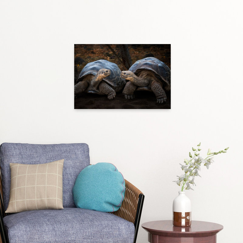 Giant Tortoises Facing Contemporary Wall Art Print 1 Piece Wrapped Canvas Wall Art, 60.96cm H x 40.64cm W
