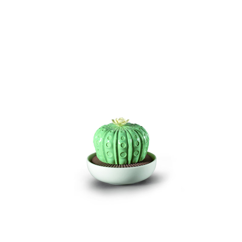 Astrophytum cactus de la nuit qui approche l’odeur, Fleurs tropicales