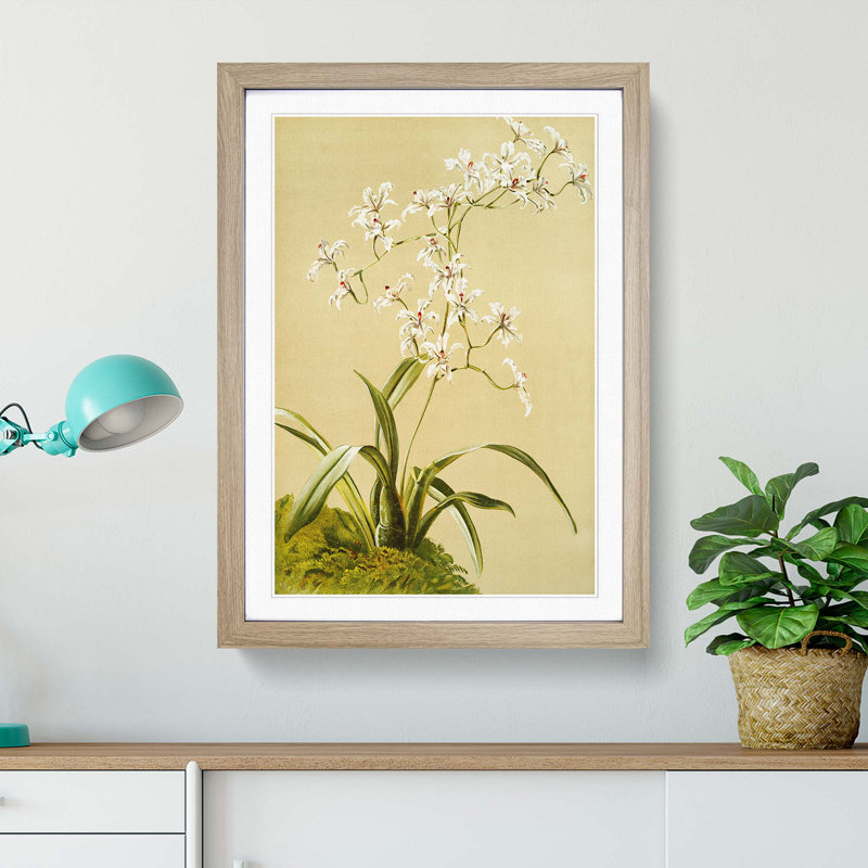 Magnolia Flowers Illustration Tab. 41 by Frederick Sander - Picture Frame Painting Print, 50cm H x 35cm W x 2cm D, Oak