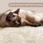 Zermatt 106cm H Cat Tree-2137836503