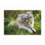 Couple de tigres, art mural, reproduction de couple de tigres-703381277