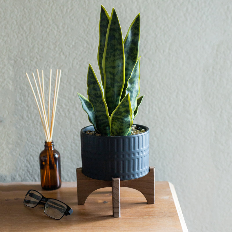 15.5'' Faux Snake Plant (Sansevieria) Plant in Ceramic Planter