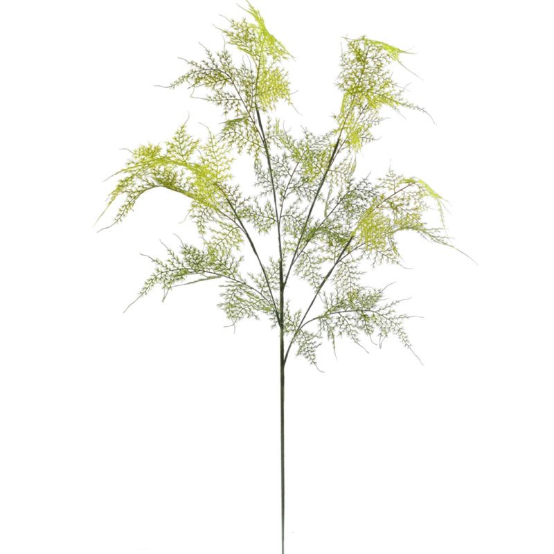 Branche d'asperge Sewell