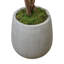 Fiddle Leaf Tree in Fiberstone Pot