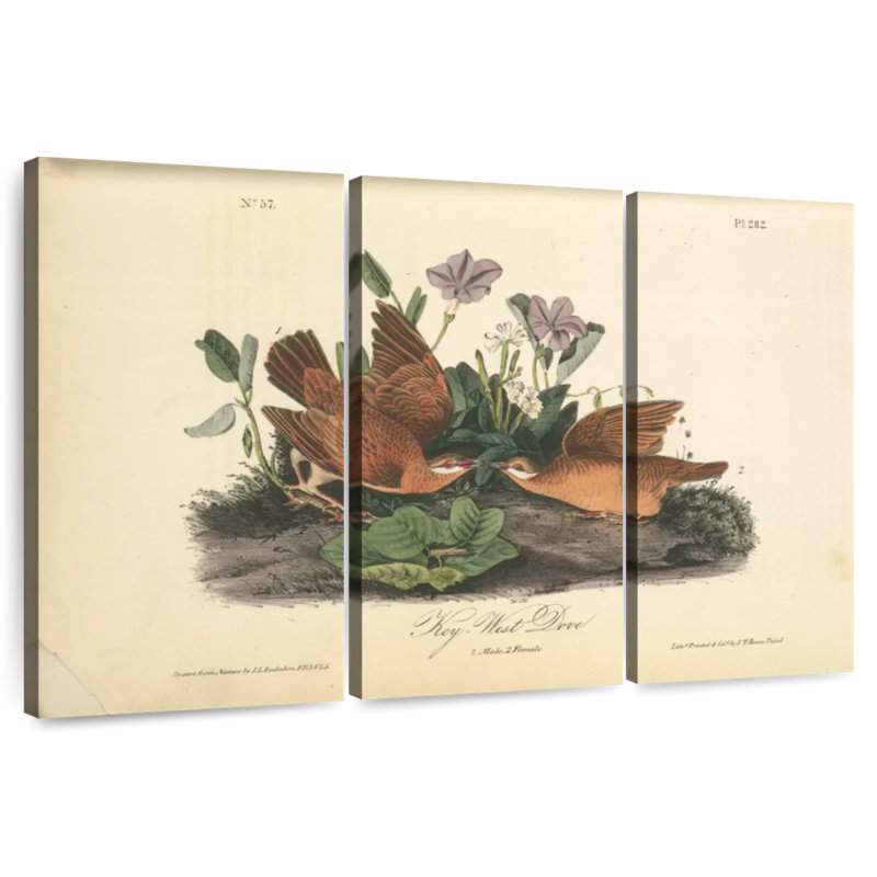 Brampt Key-West Dove, 42" H x 65" W