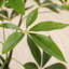 Adcock Artificial Ficus Tree with Round White Planter, Pre Potted Faux Money Tree for Home Decor-298643296
