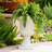 Planters-1744873925