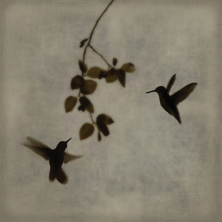 «Dance in Flight II», reproduction d'art sur toile, H 48 po x l 48 po x P 1,5 po