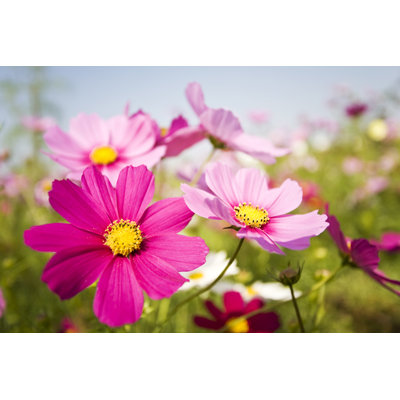 Colourful Flowers by Ooyoo - No Frame Print on Canvas