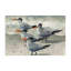 «Birds on Sandy Beach» par Christine Reichow-614534877