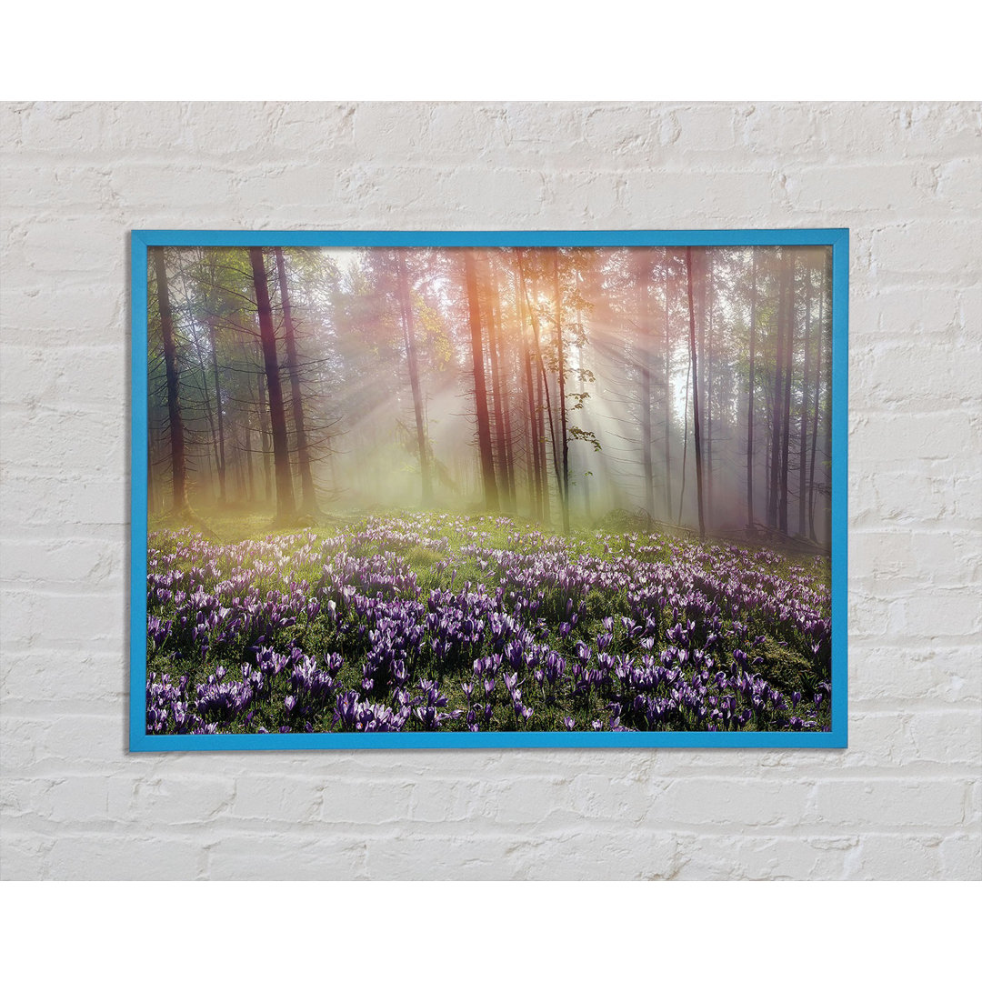 Gerahmtes Poster Sun Through The Bluebell Woodland