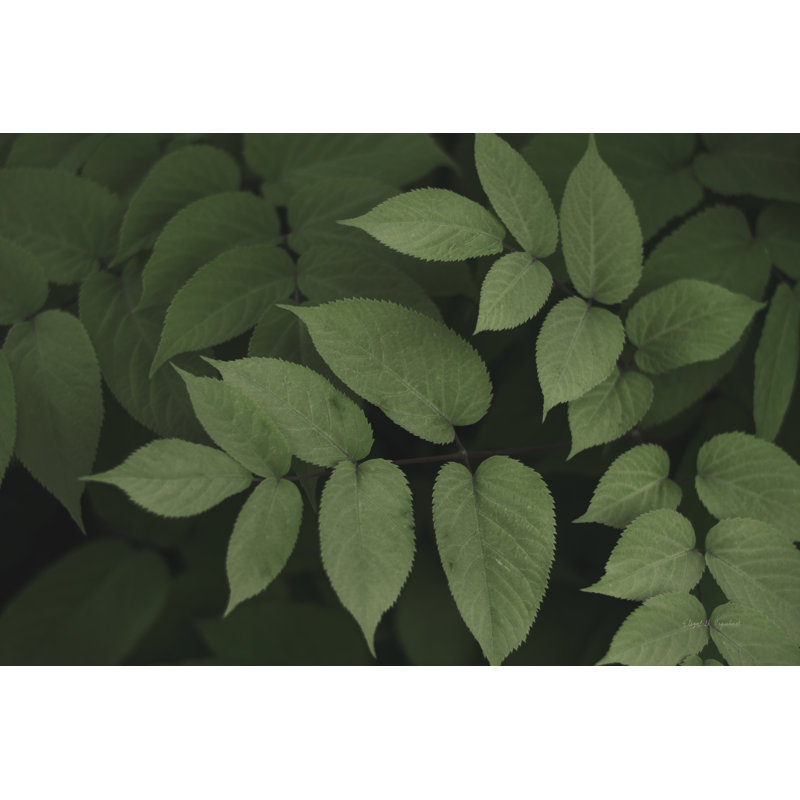 Leafy II by Elizabeth Urquhart - Wrapped Canvas Print, 61cm H x 91cm W