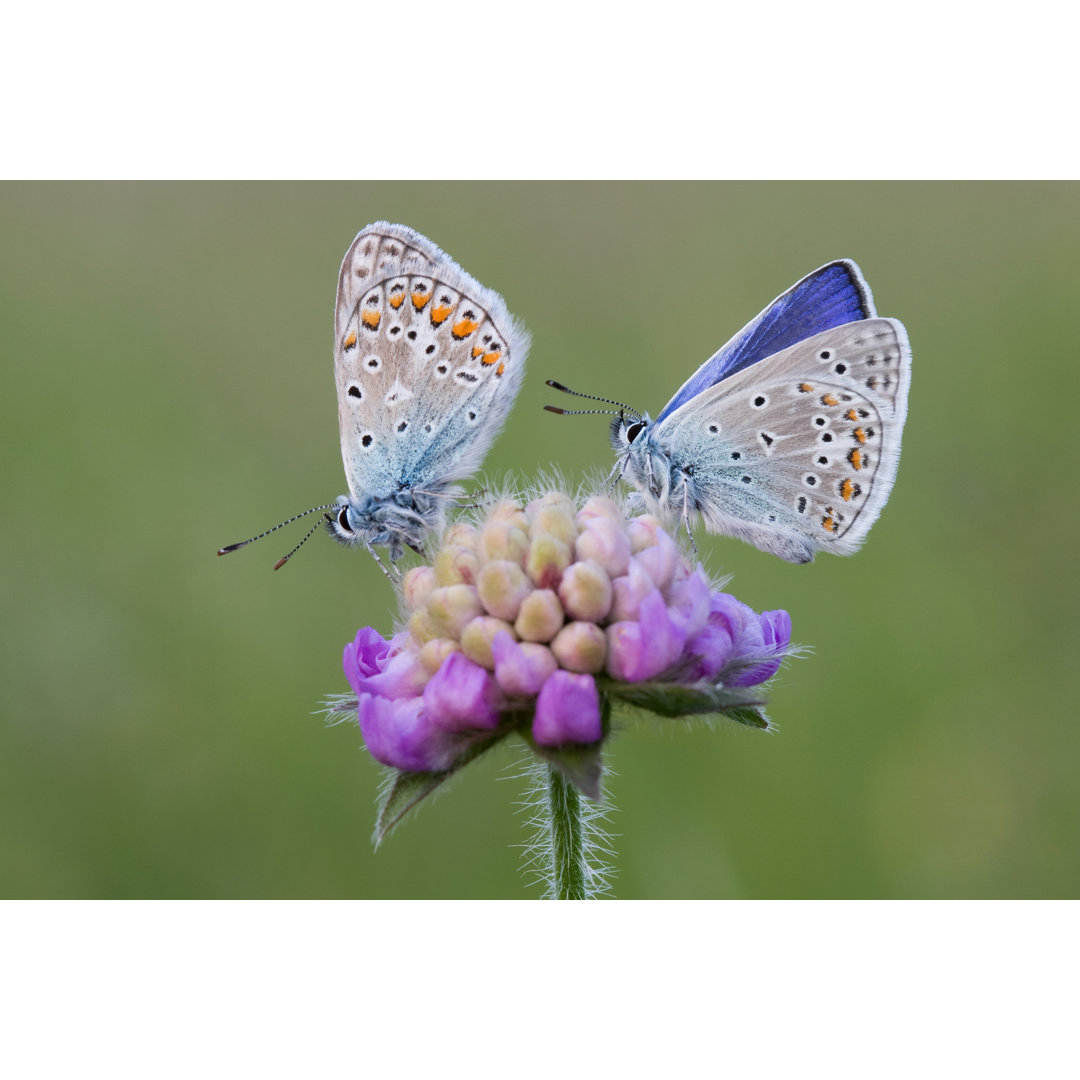 Common Blues von Hfoxfoto - Drucken