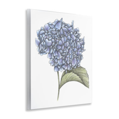 Plaque murale hydrangea croquis, conception de Cecilia Battaini