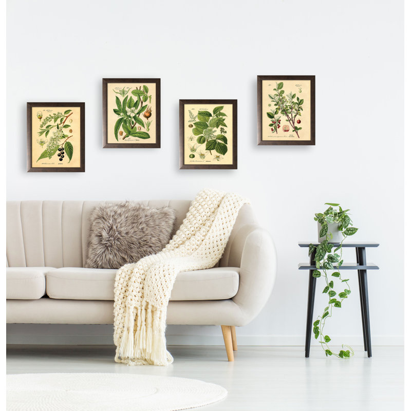 «Popular Old-Fashioned Plant Botanical», ensemble de 4 reproductions d'impressions, H 12 po x l 10 po, Papier avec cadre brun