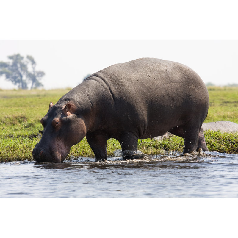Hippopotamus At Edge Of Water by Heatherfaye - Wrapped Canvas Print, 30cm H x 46cm W