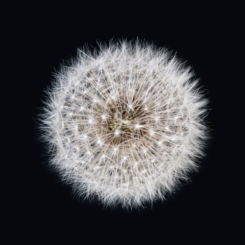 White Dandelion by Assalve - Wrapped Canvas Print, 122cm H x 122cm W x 3.8cm D