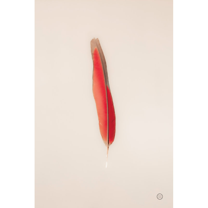 Floating Feathers II by Nathan Larson - Wrapped Canvas Print, 91cm H x 61cm W