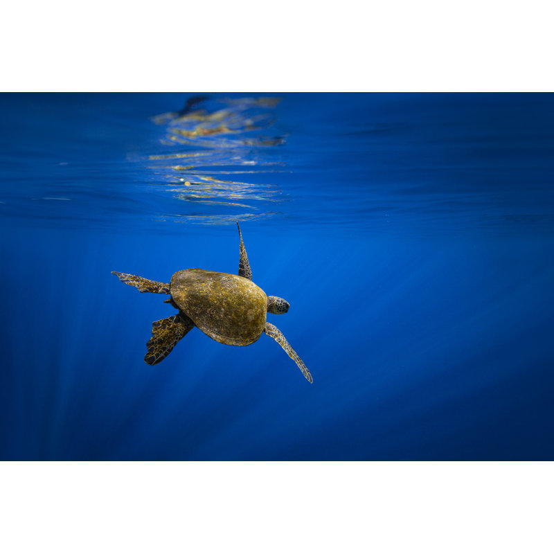 Green Sea Turtle by Philip Thurston - Wrapped Canvas Print, 20cm H x 30cm W