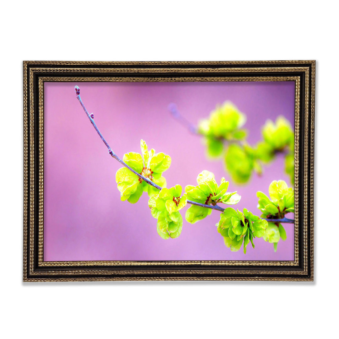 Kleine grüne Blumen Gerahmter Druck