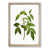 Oak Framed selected