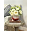 Sunflowers Arranged in Glass Vase-2106029736