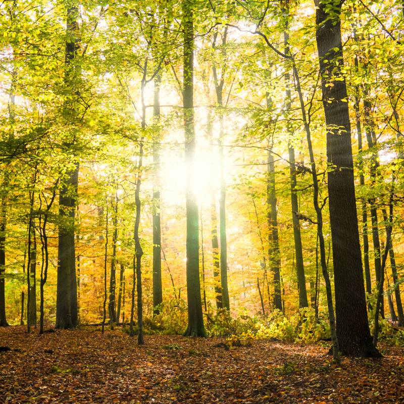 Forest In Autumn by Pictureimpressions - Wrapped Canvas Print, 76cm H x 76cm W