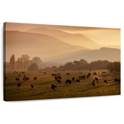 Vaches qui paissent