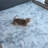Fuzzy Shaggy Area Rugs Blue Fluffy Rugs with Non-Slip Backing