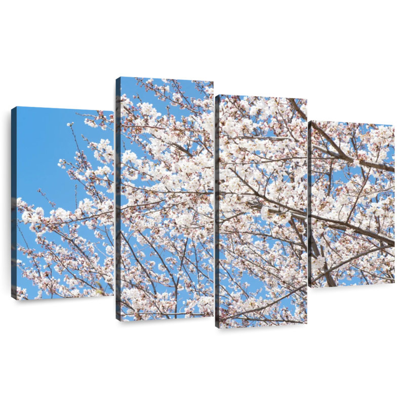 Cerisier japonais Harnek, H 32 po x l 52 po