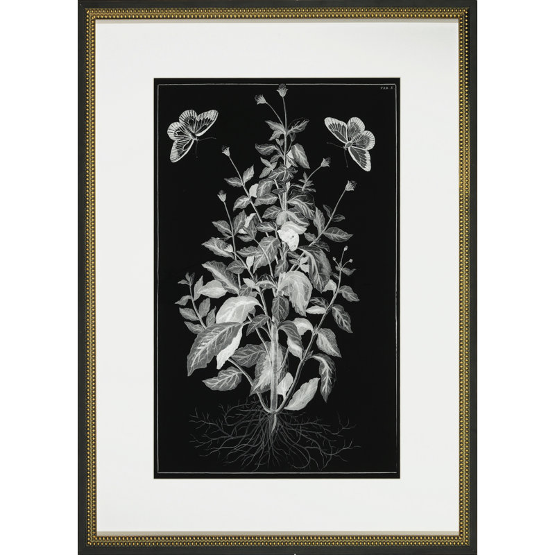 Butterfly Botanical I Print