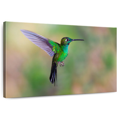 Green Fronted Hummingbird