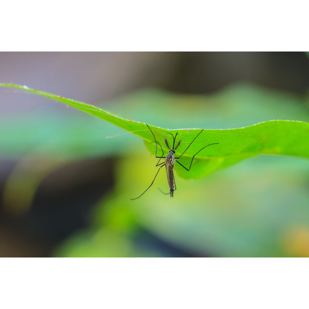 Mosquito On Green Leaf von Sirichairaksue - Leinwandbild