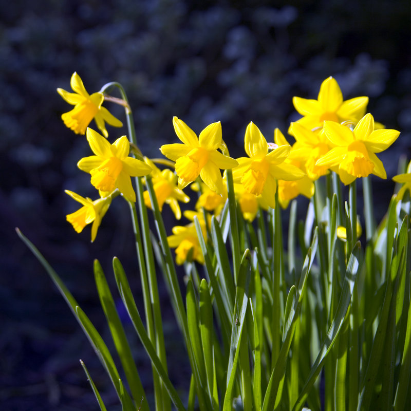 Narcissi by Chrisat, 12" H x 12" W