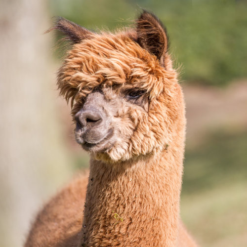 Dakota Fields Alpaca - Wrapped Canvas Photograph 