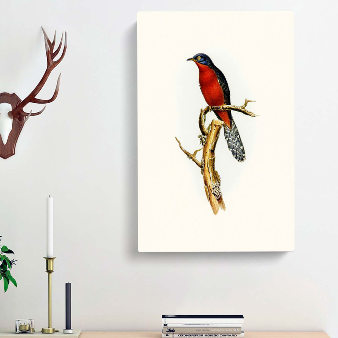 Chestnut-breasted Cuckoo by Elizabeth Gould - Wrapped Canvas