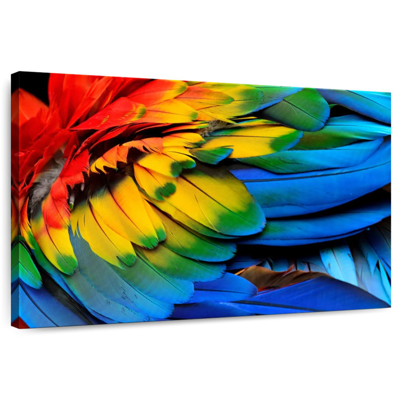 Brampt Macaw Bird Feathers