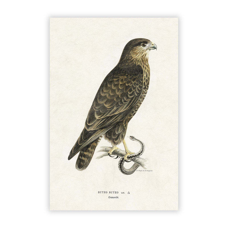 The Common Buzzard - No Frame Print, 84.1 cm H x 59.4 cm W